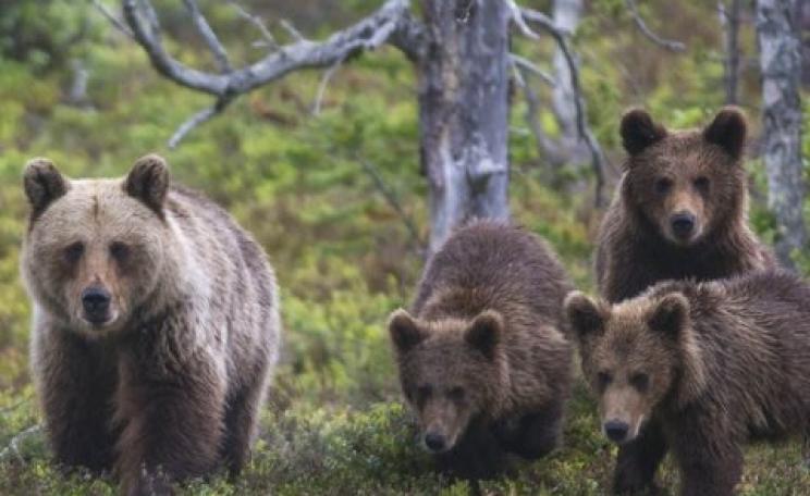 A female brown bear with three yearlings in Gutulia National Park in SE Norway. Bears and other carnivores do not only live in protected areas - Europe lacks enough true wilderness for that model of conservation. Instead, humans and wildlife must coexist.