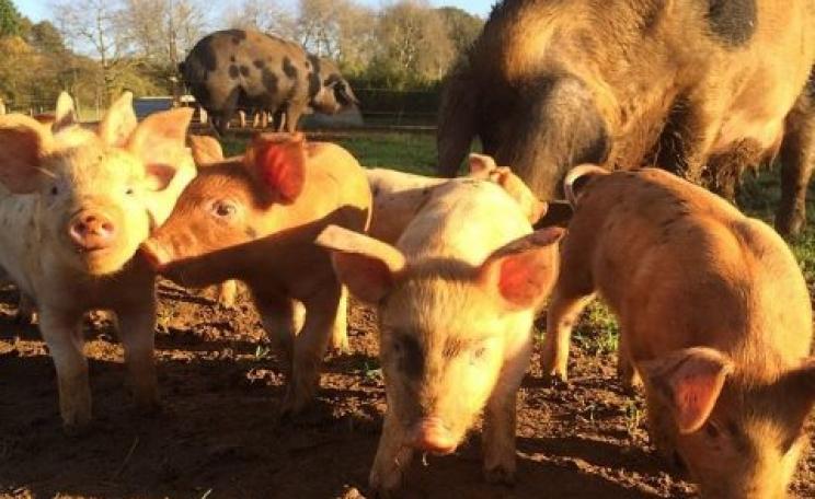 What we want: happy free range pigs on the Sandy Lane Organic Farm, Oxfordshire.