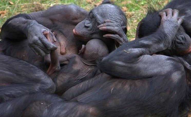 Bonobo group hug. Photo:  LaggedOnUser via Flickr, CC BY-SA 2.0.