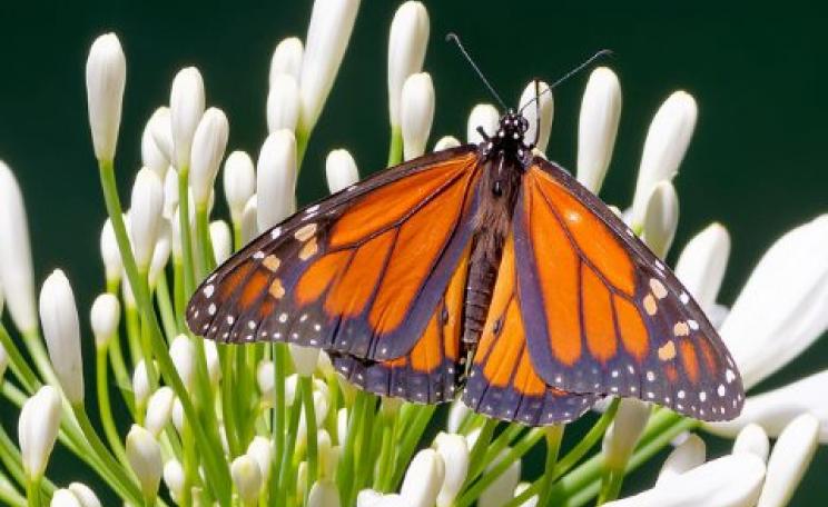 Monarch Butterfly, Danaus plexippus, in Glendale, CA. Photo:  David Levinson via Flickr, CC BY-NC-SA 2.0.