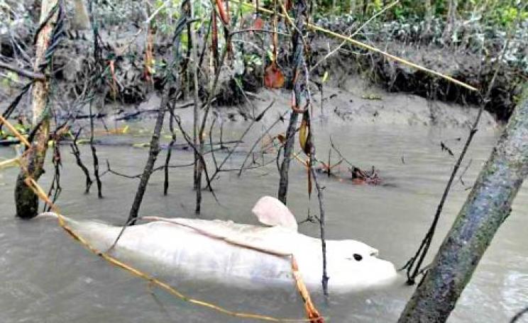 A dead Irrawaddy dolphin floats on the Harintana-Tembulbunia channel of the Sela River on 6th January 2015. Photo: Syed Zakir Hossain for the Dhaka Tribune.