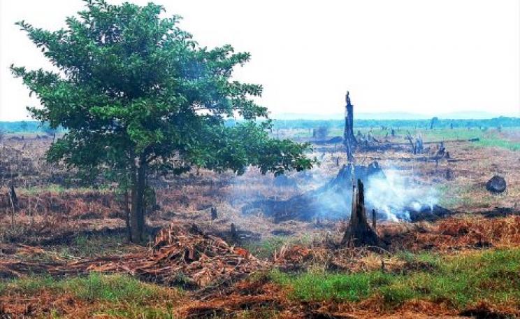 A peatland fire smoulders in the peat of a former swamp forest cleared for commercial agriculture in Indonesia. Photo: Ryan Woo / Center for International Forestry Research (CIFOR), (CC BY-NC-ND 2.0).