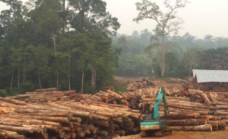 Log yard operated by plantation company PT Kahayan, October 2014. Photo: EIA.