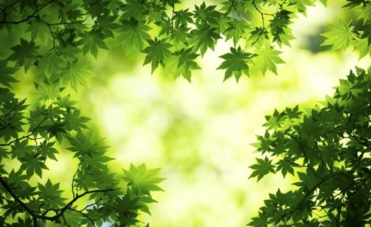 The future is bright - the future is Green. Image: 'Green tree' by livewallpapers.org.