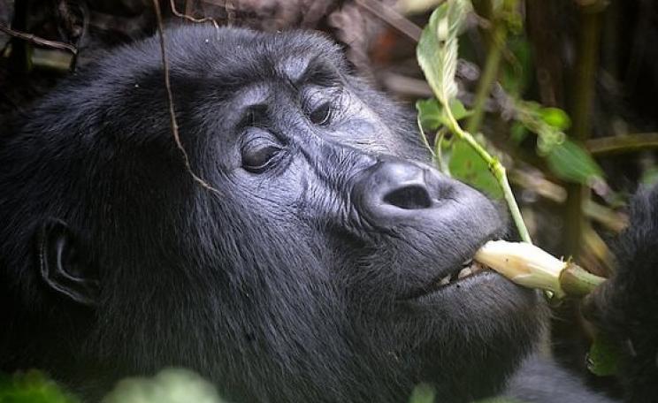Mountain Gorilla in the Bwindi Impenetrable Forest, Uganda. Photo: Rod Waddington via Flickr (CC BY-SA 2.0).