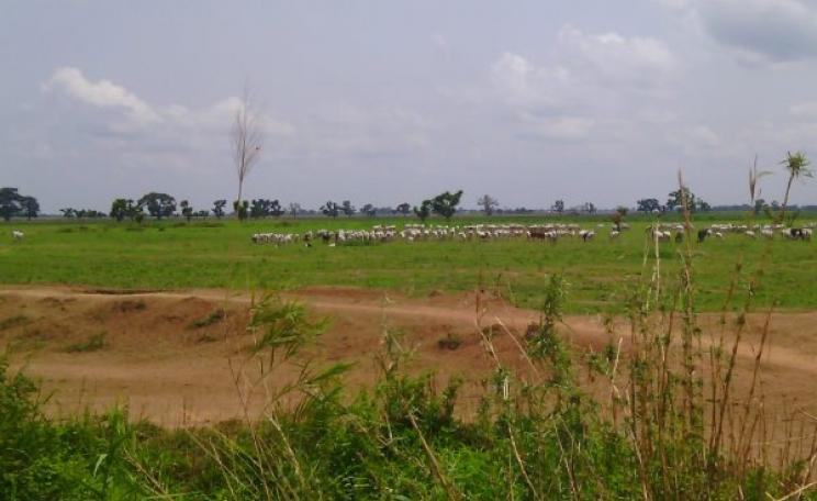 Lands of the Gassol community allocated to Dominion Farms, showing the link road constructed by UBRBDA and the community's use of the lands for grazing. Photo: Centre for Environmental Education and Development.