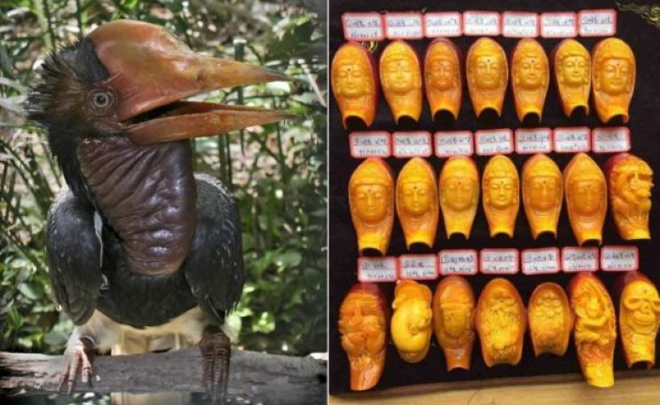 The helmeted hornbill, before and after. Photo: Environmental Investigation Agency.
