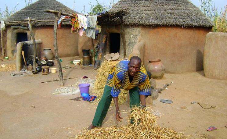 Ghanaian farmer Alanig Bawa drying cowpeas in his yard. Photo: Tree Aid via Flickr (CC BY 2.0).