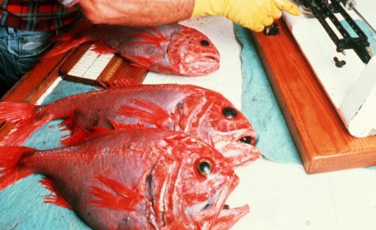 Orange roughy - one of the vulnerable fish species caught on the high seas. Photo: CSIRO Science Image (CC BY).