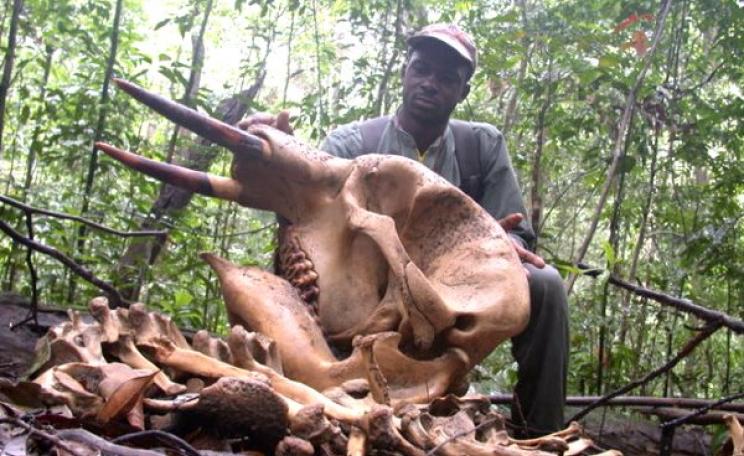 A ranger looks at the skull of an elephant killed by poachers - a frequent side-effect of development projects that open up remote forests to human access. Photo: Ralph Buij, Author provided.