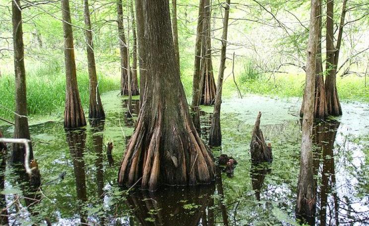 A swamp forest in Louisiana, of the same kind that's already being clear-felled and chipped to supply fuel to Drax power station in Yorkshire on a fatuous 'low carbon' promise. Photo: J E Theriot via Flickr (CC BY 2.0).