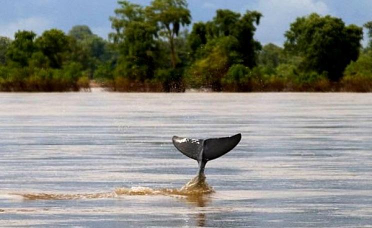 A reclusive Irawaddy dolphin on the Mekong river at Kampie, Cambodia. Photo: Jim Davidson via Flickr (CC BY-NC-ND).