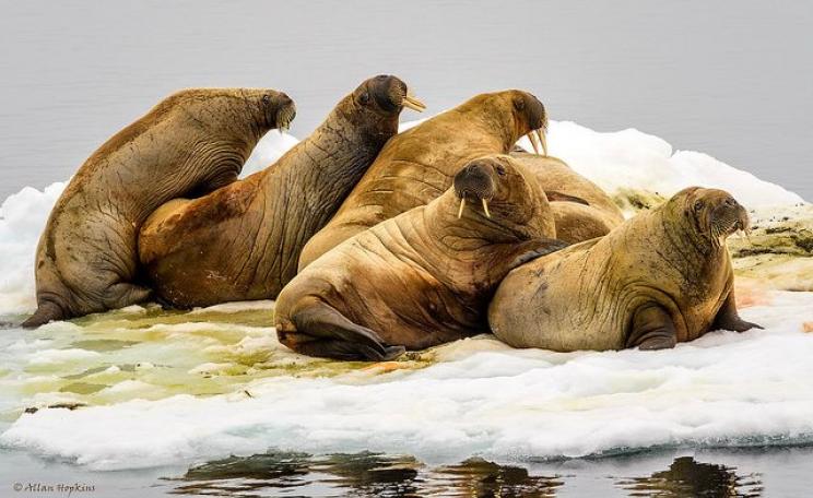 Will walruses (Odobenus r. rosmarus) be stranded by melting ice in the Arctic? A herd of young males resting on a small patch of drifting ice at 80° North, off Moffen Island, Svalbard, Norway. Photo: Allan Hopkins via Flickr (CC BY-NC-ND).