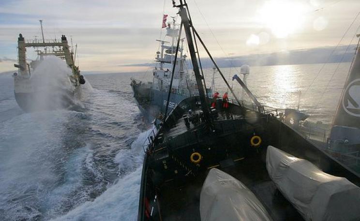 Sea Shepherd's Steve Irwin collides with the Japanese whaling vessel Yushin Maru No. 3 in the Ross Sea, Antarctica, 6th February 2009. Photo: John via Flickr (CC BY-SA).