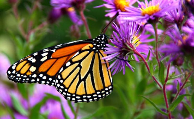 The Monarch butterfly has become an icon of the anti-GMO movement following the species' population collapse in North America - poisoned by 'Bt' GMO crops and starved out by the the destruction of its food plants by massive application of glyphosate on 'r