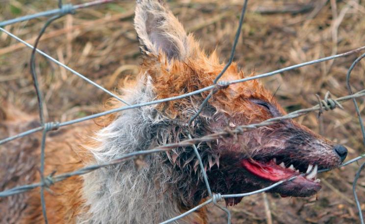 A fox caught in a snare set on a fence. The overwhelming majority of snares are used, not to protect farm animals or catch rabbits for the pot, but to kill predators around 'game' birds like pheasants and grouse. Photo: Leage Against Cruel Sports.