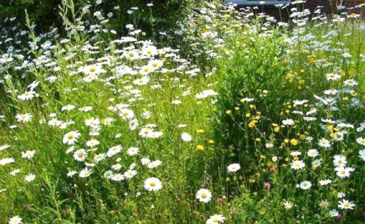 Transformed! An early summer riot of Ox-eye Daisies, Red Clover and Meadow Buttercups. Photo: Jo Cartmell.