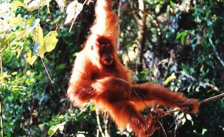 Something to celebrate: an orangutan swings through the jungle near Bukit Lawang in Sumatra, Indonesia. Photo: Nick Leonard via Flickr (CC BY-NC-SA).