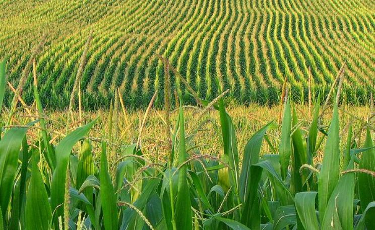 Corn farm in central Pennsylvania. Photo: fishhawk via Flickr (CC BY).
