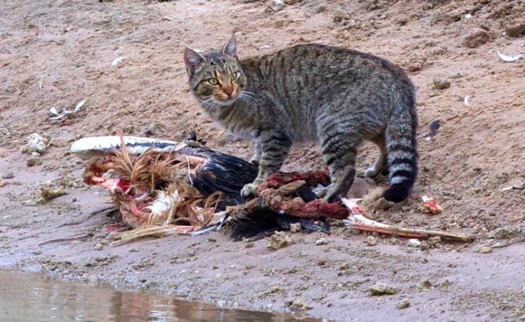 Culling feral cats on Tasmania, similar to this one by the Rufus River in NSW - actually made them more abundant, not less. Photo: sunphlo via Flickr (CC BY-NC-SA).