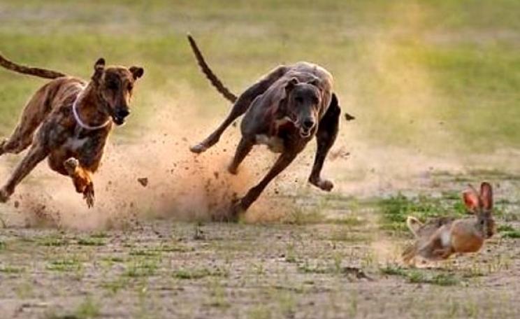 Hare coursing. Photo: via C Duggan / Flickr (CC BY-NC).