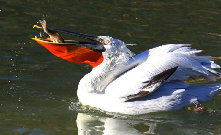 The Dalmatian pelican suffered large declines in the last centuries due to habitat loss and degradation and persecution, but thanks to habitat management and restoration the population in Europe is recovering and the species is no longer at risk. Photo: B