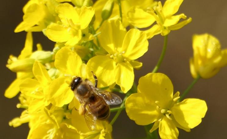The EU's neonicotinoid moratorium forbids the use of the chemicals on oilseed rape as bees can receive fatal doses while pollinating the plants - but that's exactly what the NFU wants permission to do. Photo: j_arlecchino via Flickr (CC BY-NC).