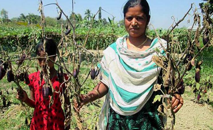 What BBC / Panorama didn't want you to know: This year's GM Bt brinjal plants either died out prematurely or fruited insignificantly compared to the locally available varieties, bringing finacial ruin to their cultivators. Photo: New Age (Bangladesh).
