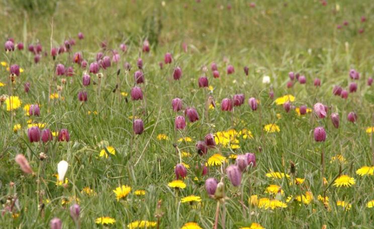 Now it could be fracked: North Meadow, a traditional uncultivated water meadow of 110 acres, contains 80% of the UK population of the Snakeshead Fritillary. Photo: Nick Warner via Flickr (CC BY-NC-SA).