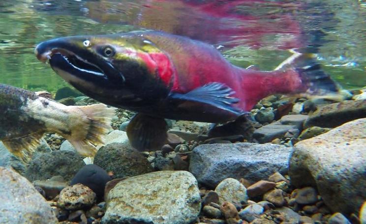 'We are people who no longer hope salmon survive, but will do whatever it takes to stop their extinction.' Coho Spawning on the Salmon River. Photo: Bureau of Land Management Oregon and Washington via Flickr (CC BY).
