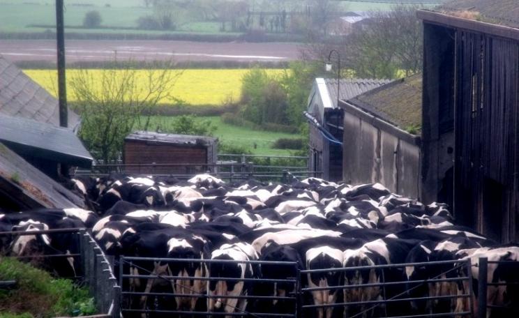 It's not just the cows that are being milked. A small dairy farm in Adber, Dorset. Photo: Elliott Brown via Flickr (CC BY-NC).
