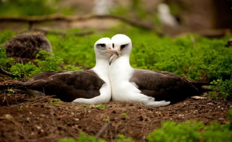Too beautiful to die by plastic: Laysan Albatross mate for life, live 60 years or more, and show their soft, sensitive side by preening each other. Photo: kris krüg / midwayjourney.com via Flickr (CC BY-SA).