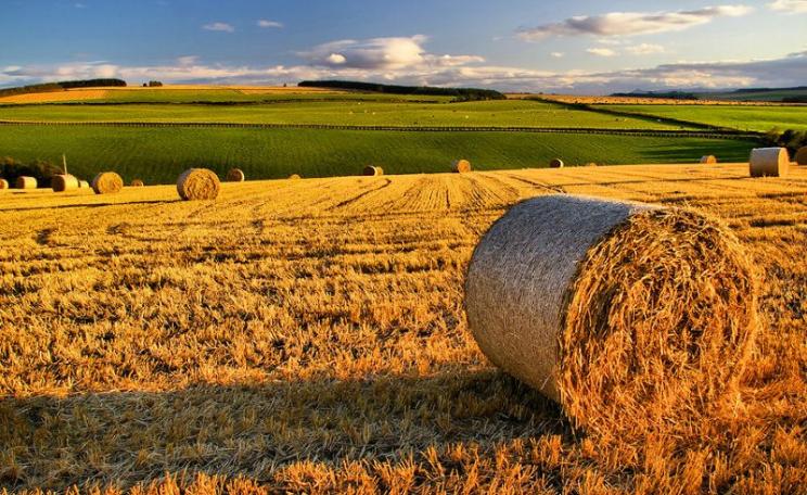 No GMOs here. The harvest is in on this farm in Aberdeenshire, Scotland. Photo: Gordon Robertson via Flickr (CC BY).