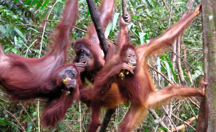 Just hanging ... Orangutan trio enjoying bananas at Pesalat Rehabilitation Center, Central Kalimantan, Indonesia. Photo: Rainforest Action Network via Flickr (CC BY-NC).