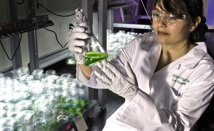 At the New Mexico Consortium, Los Alamos scientists are using genetic engineering to improve algae strains for increased biomass yield and carbon capture efficiency. Photo: Los Alamos National Laboratory via Flickr (CC BY-NC-ND).