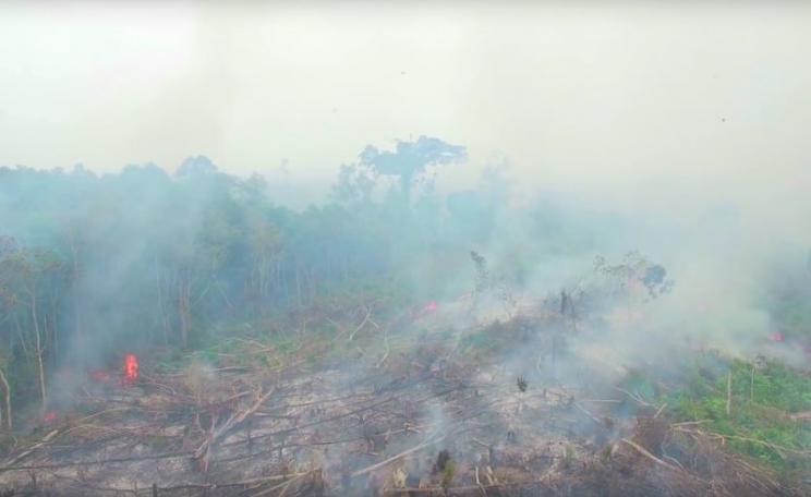 Flames break through from deep peatland in burning Indonesian rainfoirest. Photo: Greenpeace via Youtube video (see embed).
