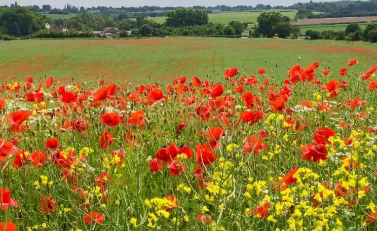 Wild Poppies flowering on edge of a wheat field in Essex. Beautiful - what about the bees? Photo: ukgardenphotos via Flickr (CC BY-NC-ND).