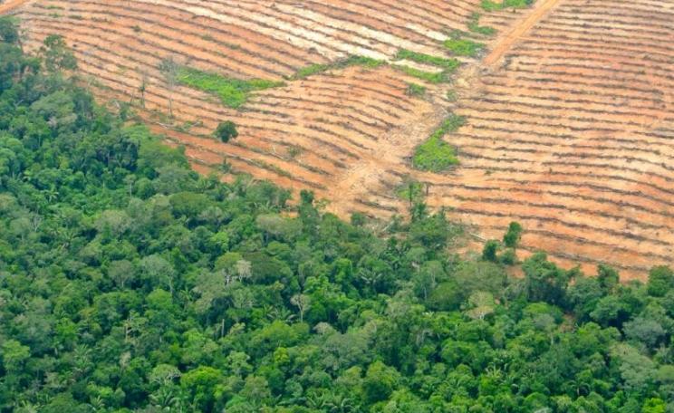 Melka group oil palm plantations near Pucallpa, Peru, cutting deep into primary rainforest, April 2014. Photo: Rainforest Rescue via FPP.