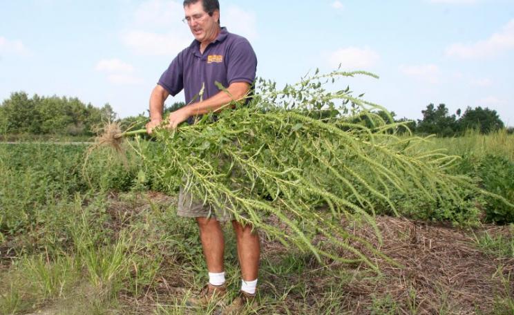 Dr. Mark VanGessel brandishing a Palmer's amaranth on a Delaware farm - one of the glyphosate-resistant superweeds that's pushing biotech companies to develop 'stacked' herbicide resistant traits in soybeans and other crops. Photo: Delaware Agriculture vi
