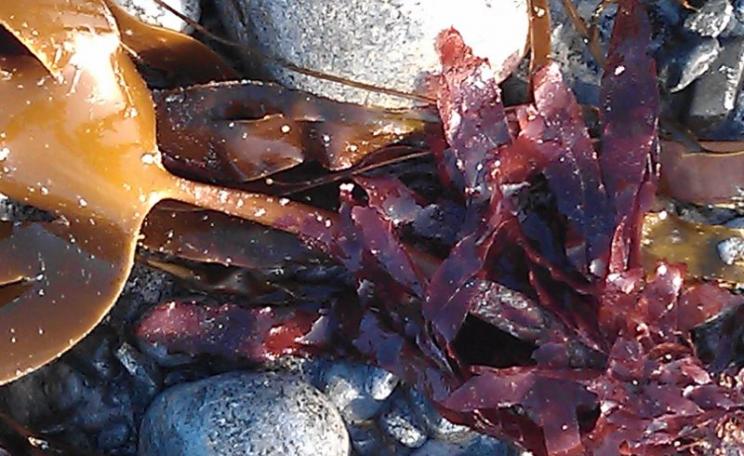 Dulse growing on kelp as an epiphyte: a feast fit for a king. Photo, Fiona Bird.