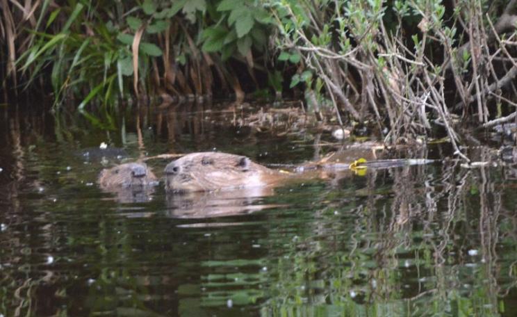 Beavers nuzzling in the Tay Valley. Photo: Scottish Wild Beaver Group via website.