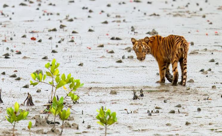 Tiger cub on the Sundarbans, Bangladesh. Photo: Arindam Bhattacharya via Flickr (CC BY-NC-SA).