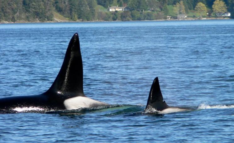 Orca watching in Puget Sound with Jim Maya. Photo: Robbert Michel via Flickr (CC BY-NC-ND).