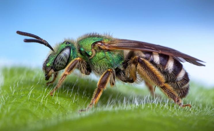 Female Agapostemon sp. sweat bee, Oregon, USA. Photo: Thomas Shahan via Flickr (CC BY-NC-ND).