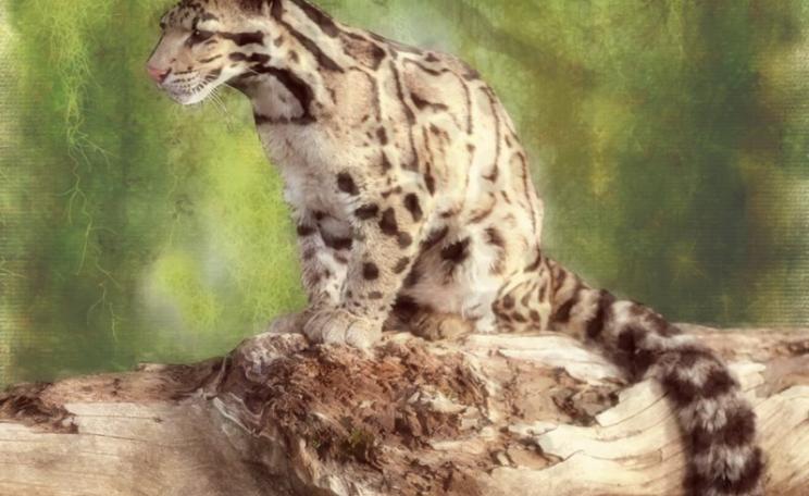 Formosan Clouded Leopard ... RIP. Despite 1,500 infrared cameras and scent traps being placed in the Taiwanese mountains since 2001, no trace of the animal has been detected. Image: Hank Conner via Flickr (CC BY-NC-SA).