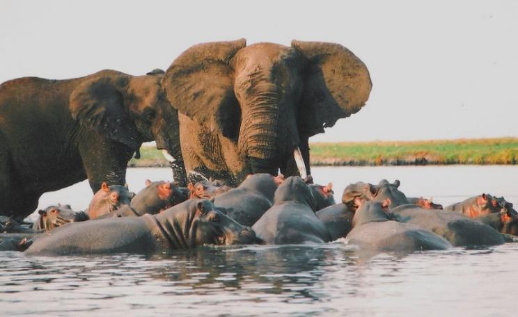Last time the world was this warm, 130,000 years ago, scenes like this were playing out in the Thames Valley. Elephants bullying hippos in Chobe National Park, Botswana. Photo: Andrew Napier via Flickr (CC BY).