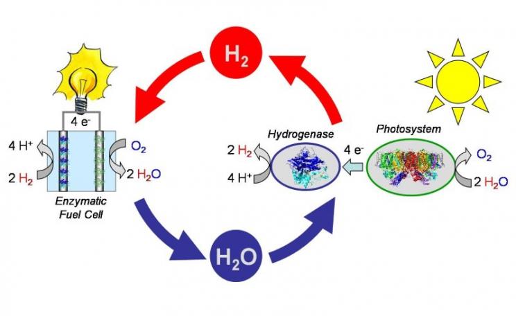A schematic of how hydrogenase catalyst can be used reversibly to produce hydrogen, and 'burn' it in a fuel cell. Image: Department of Microbiology, Faculty of Biology, Humboldt University, Berlin.