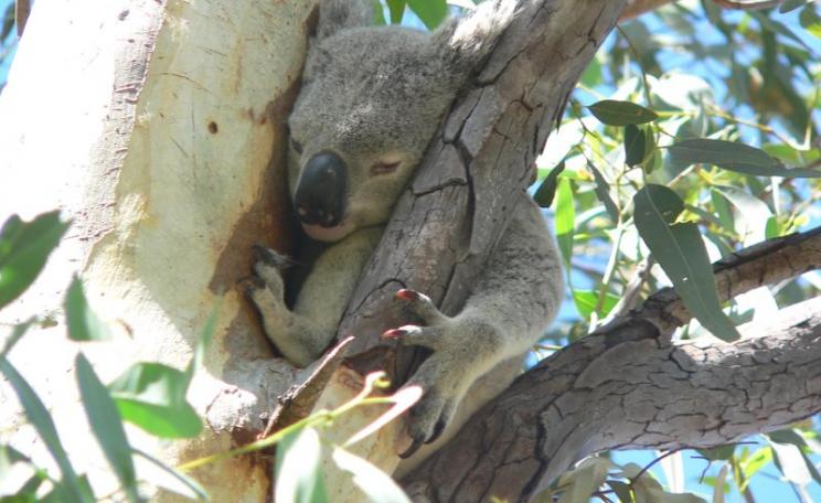 Koala bears, like this one at Arcadia Bay, Queensland, Australia, are among the many species suffering from the state's large-scale land clearance. Photo: Richard Gifford via Flickr (CC BY).