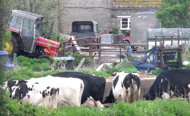 Dairy farm in Somerset, a county with a high bTB incidence. The farm has a certain dilapidated rustic charm, but it's hardly an environment in which strict biosecurity can be guaranteed. Photo: Elliott Brown via Flickr (CC BY-NC).