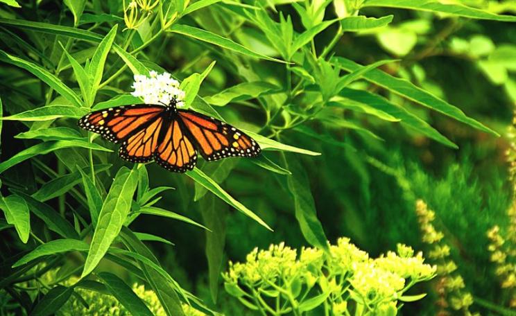 Monarch butterfly on Milkweed. Photo: bark via Flickr (CC BY).